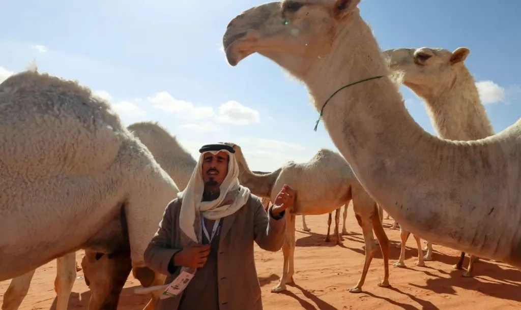 Saudi Arabia Plans To Issue Passports to 2.2m Camels