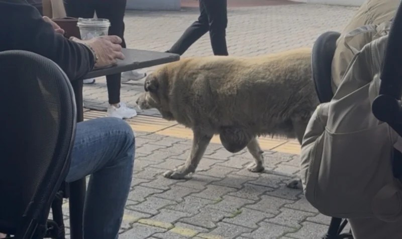 İzmit Outlet Center’da Yardım Bekleyen Köpek!