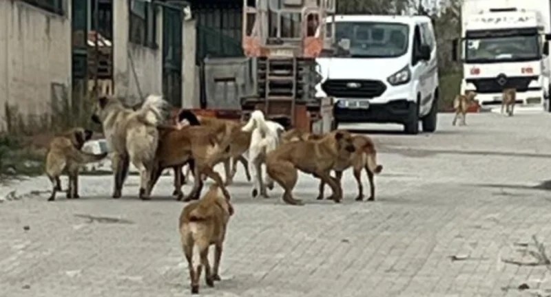 Dilovası’nda sokak köpeği endişesi!