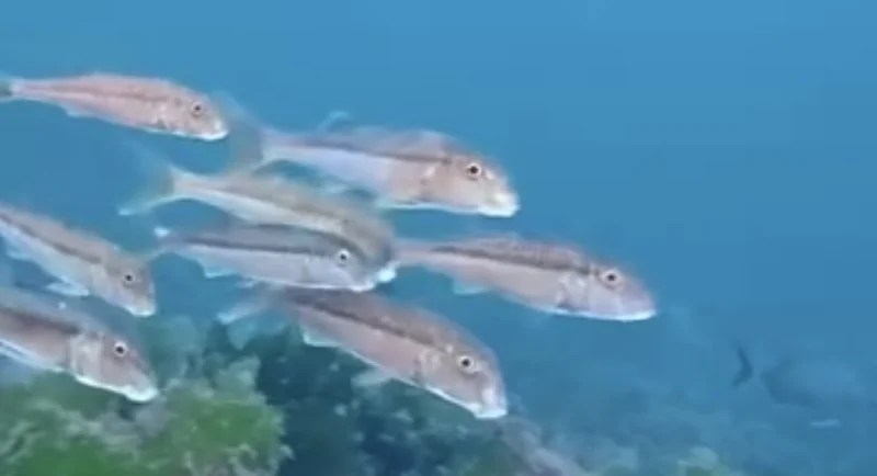 İzmit Körfezi’nde Barbun Sürüsü Heyecanı!