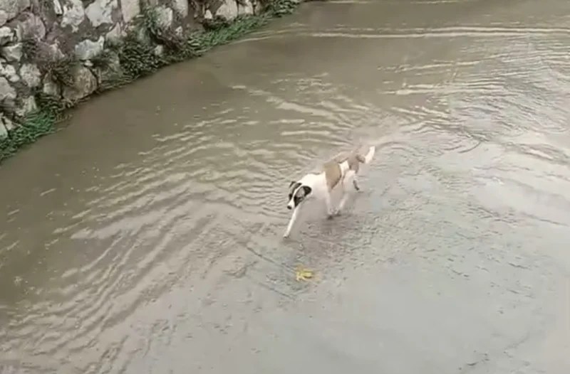 İzmit Sırrıpaşa’da Dereye Mahsur Kalan Köpek!