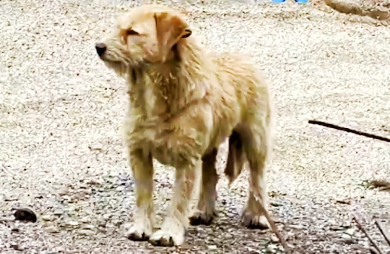 Başiskele’de köpeğe silahlı saldırı!
