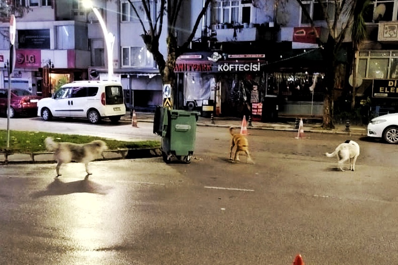 İzmit’te başıboş köpek sorunu!