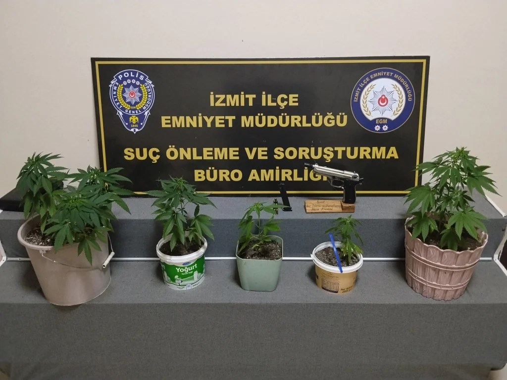 İzmit’te evinde kenevir yetiştiren şahıs yakalandı!