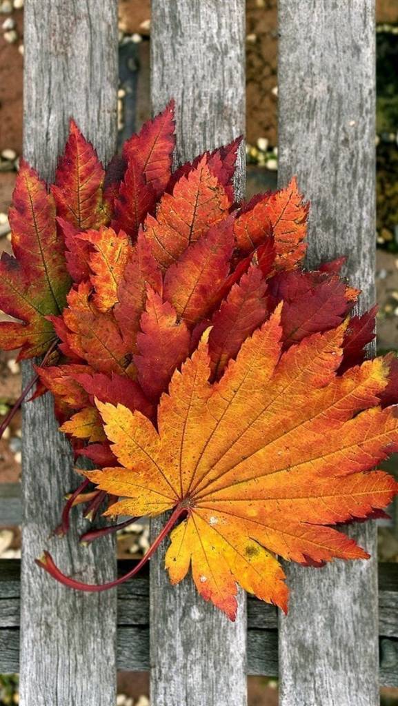 Thanksgiving Wallpaper 16
