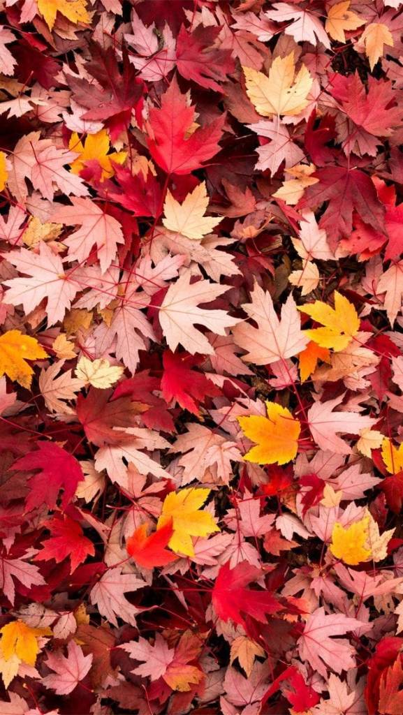 Thanksgiving Wallpaper 19