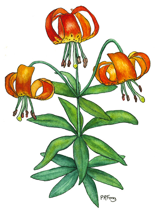 Tiger Lily | Paula Fong Illustrations