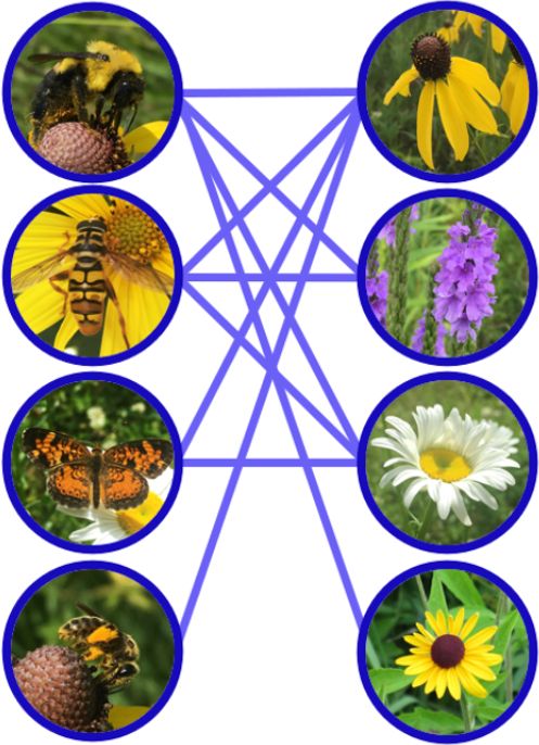 Trait Matching Experiment Based On The Pollination Network Of - Mountain Wallpaper Collection - HD Quality