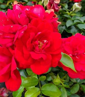 town paint rose plant