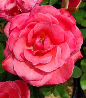 blessing rosa rose grandma elegance easy champagne wishes calypso prides roses grandmas pridescorner