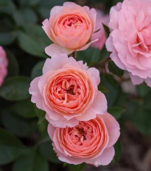 rosa rose calypso shrub elegance easy roses champagne wishes pridescorner