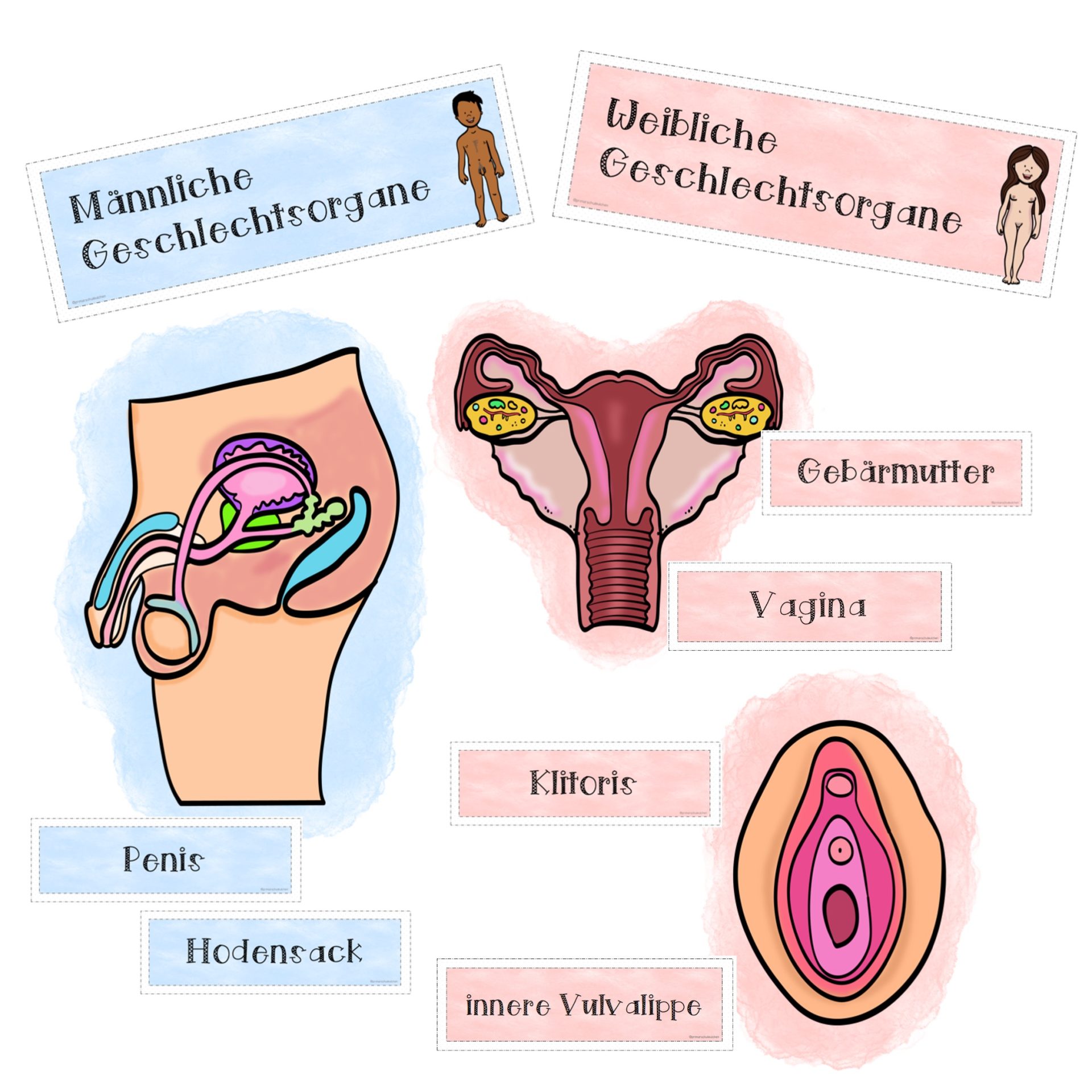Biologie Männliche Geschlechtsorgane Arbeitsblatt Sexualkunde - Arbeitsblätter - Primarschuleulchen