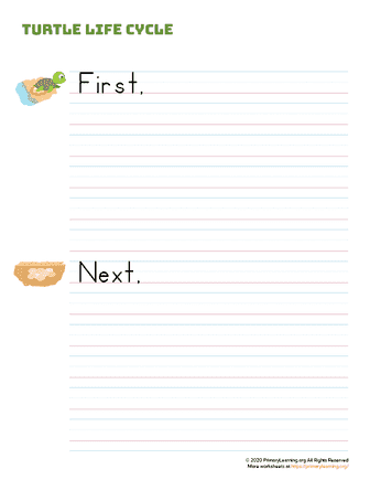 Turtle Life Cycle Writing Prompt | PrimaryLearning.Org