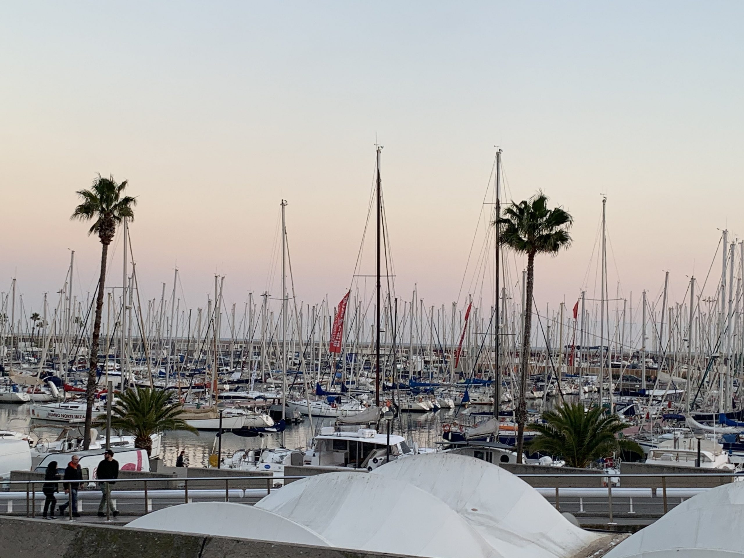Many sailboat masts parked in harbor. Palm trees line sidewalk in front of harbor