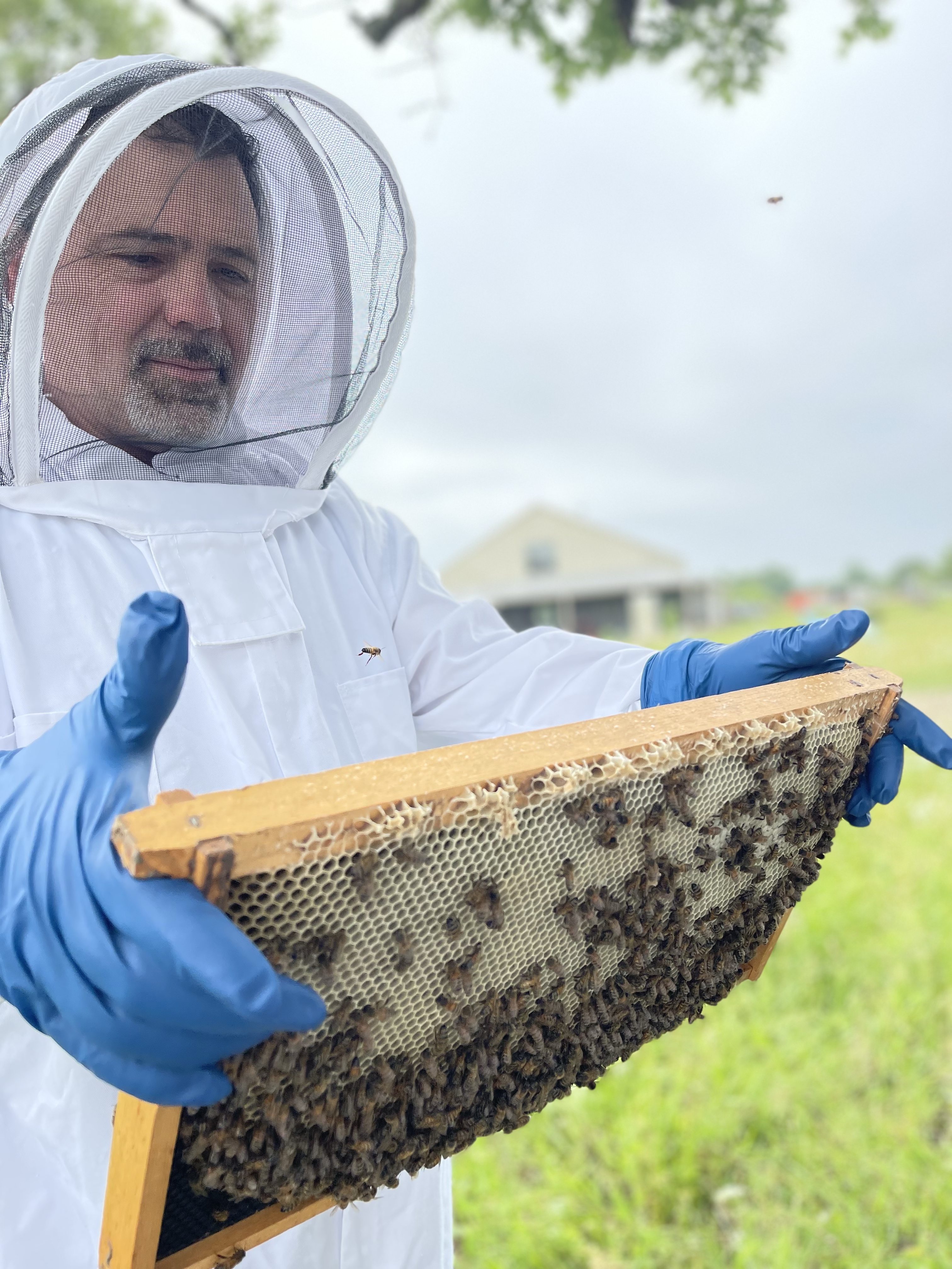 2026 Spring Top Bar Nucleus Colony - prime bees.com