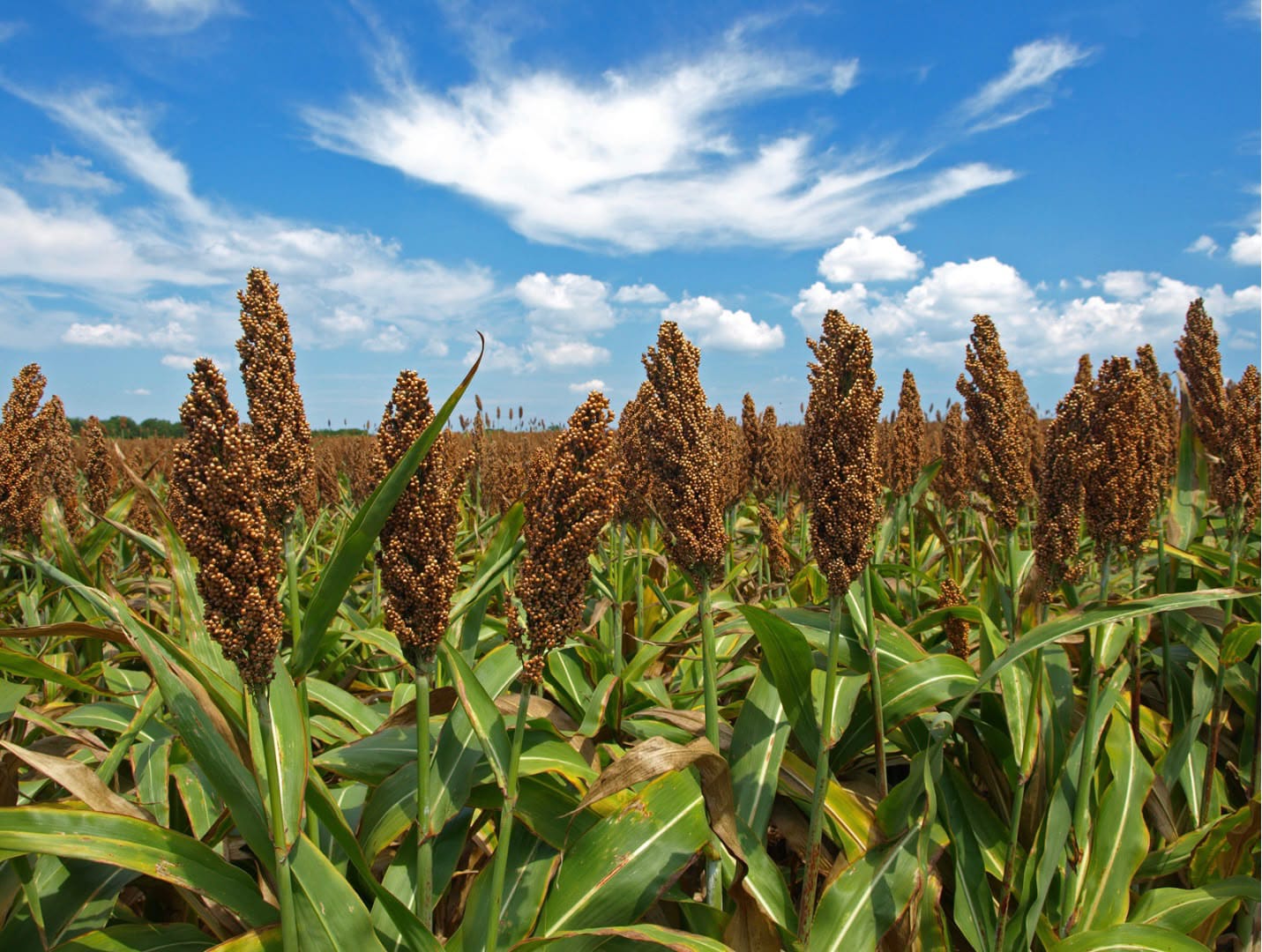 Agro