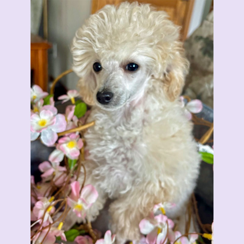 Introducing Coconut Cream — “Coco” 🤍 – Primrose Poodles
