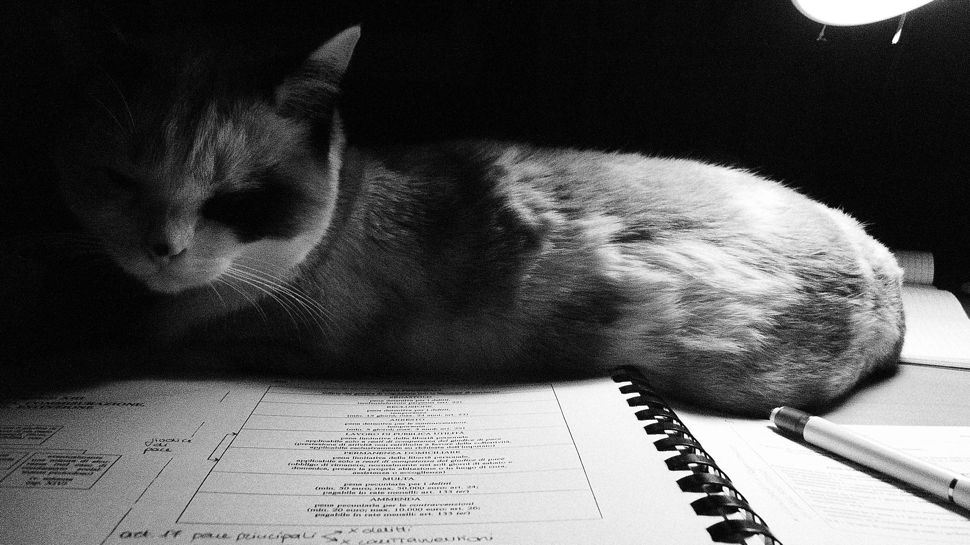 Download Gratuito immagini Vita Felina A Cura Di Topina Il Piacere Di Essere Principessa ultima da parte di