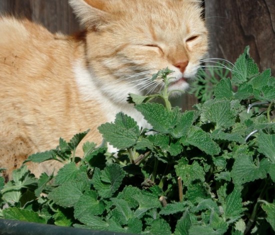 cat with catnip