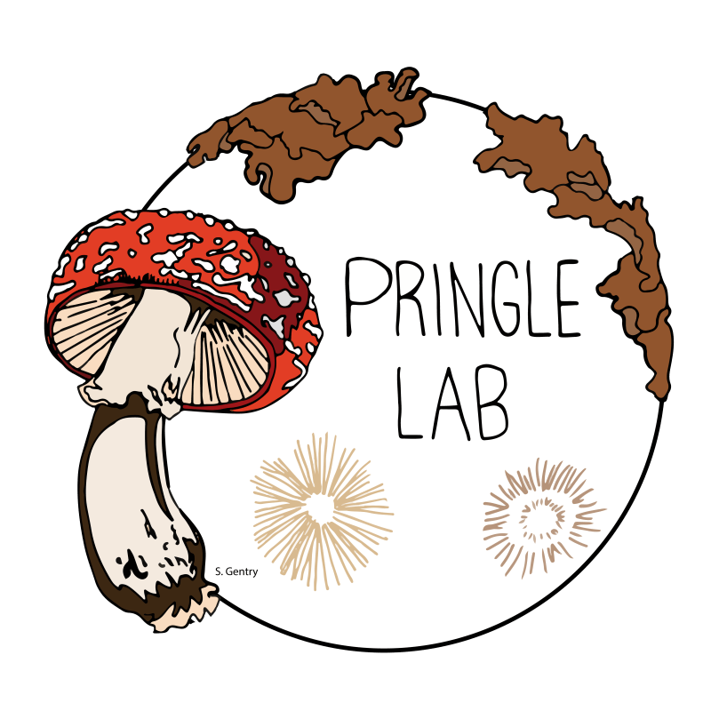 Ckpringle Calum Pringle Github - Download Elegant Mountain Design | Mobile