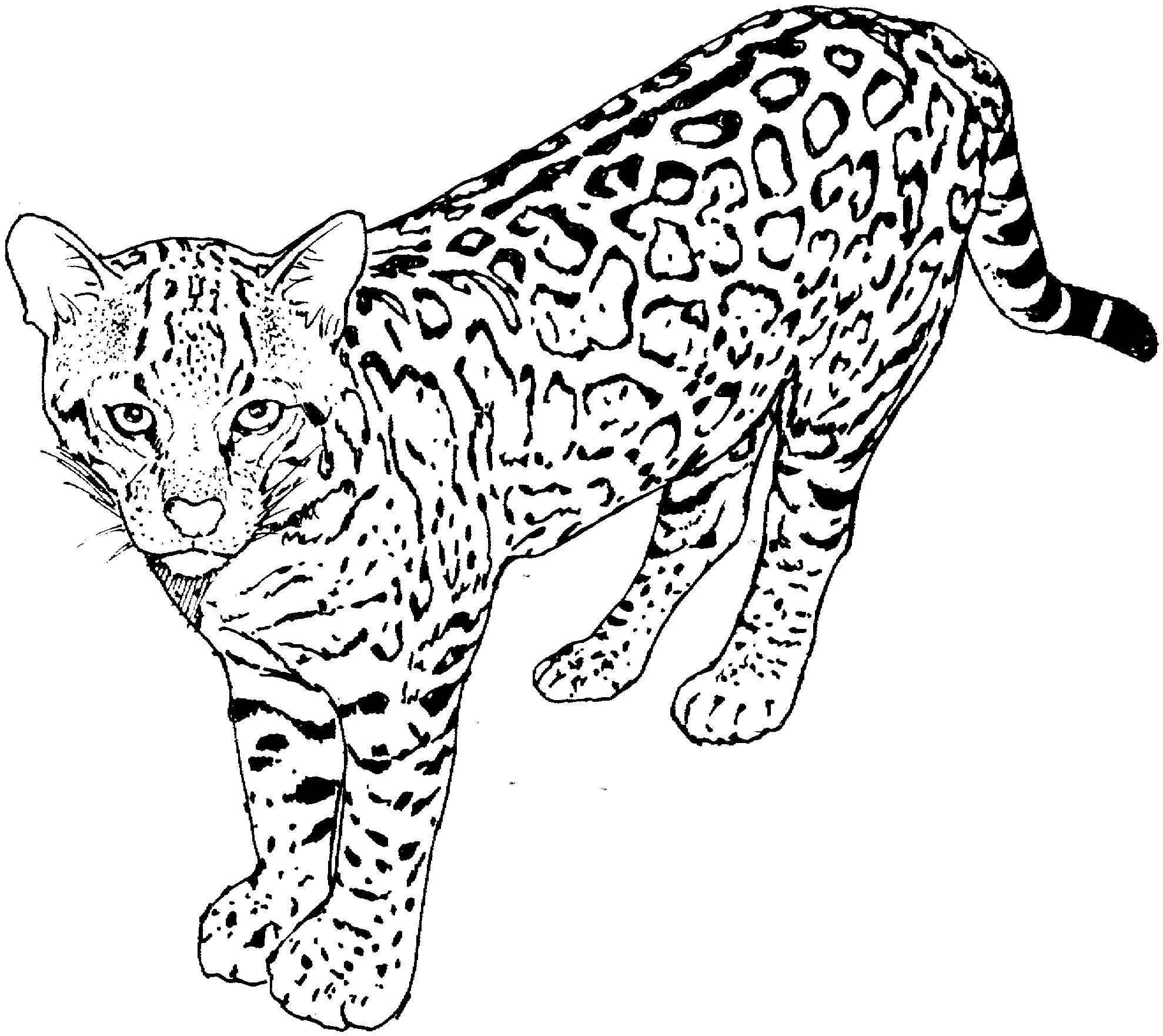 Show your kids a fun way to learn the abcs with alphabet printables they can color. Drawing Cheetah 7932 Animals Printable Coloring Pages