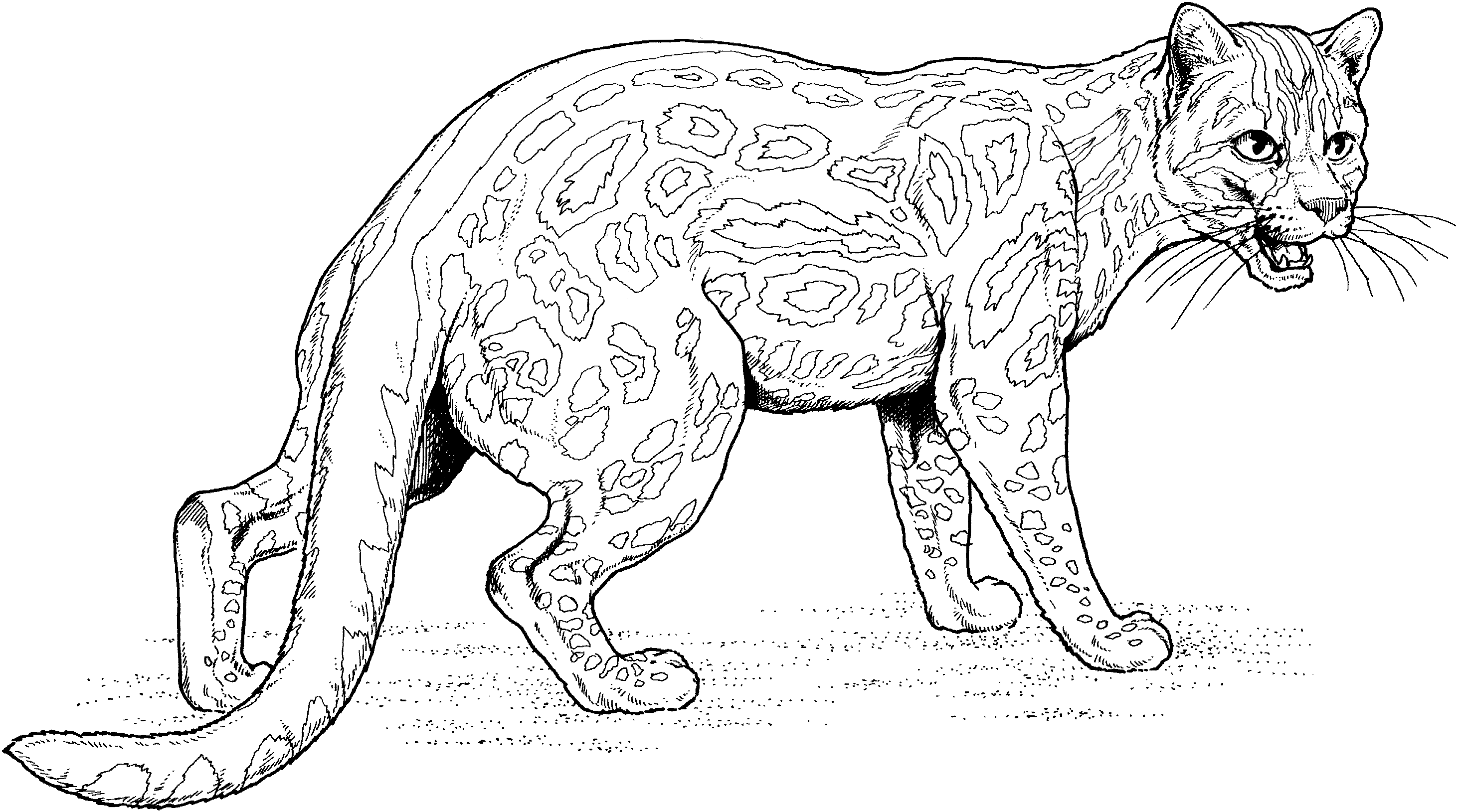 Free printable jaguar coloring pages. Drawing Jaguar 9014 Animals Printable Coloring Pages