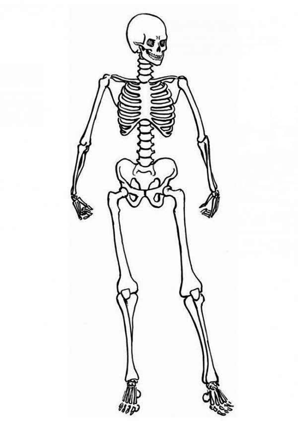 Its skeleton consists of cartilages. Drawing Skeleton 147428 Characters Printable Coloring Pages