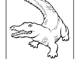 Free Printable Alligator Coloring Pages Pdf For Kids And Adults