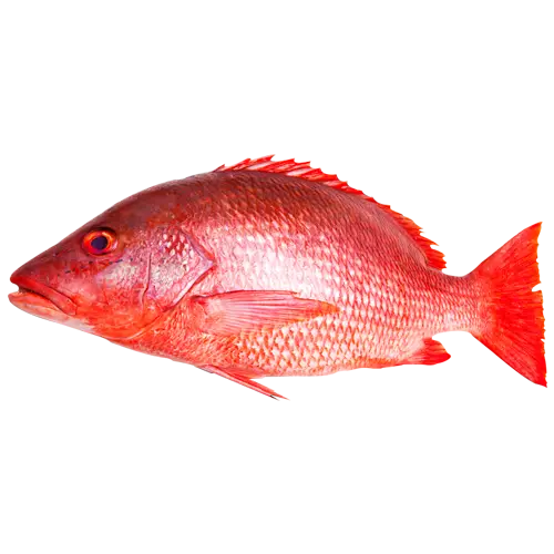 Fish Red Fish