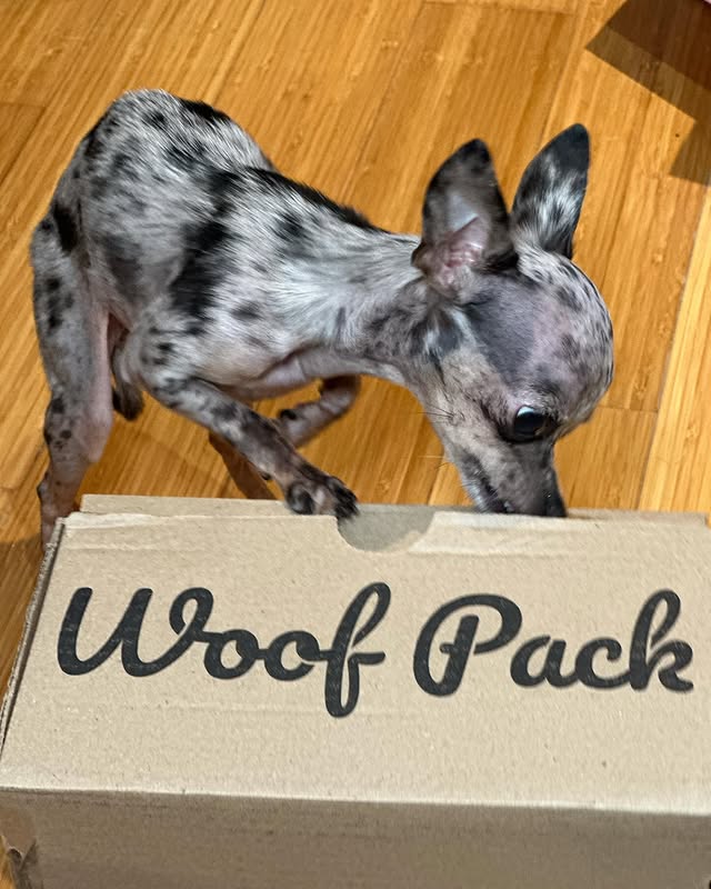 Pistache, le chien de Tommy Brissette, avec une boîte Woofpack, illustrant son univers lifestyle et fun