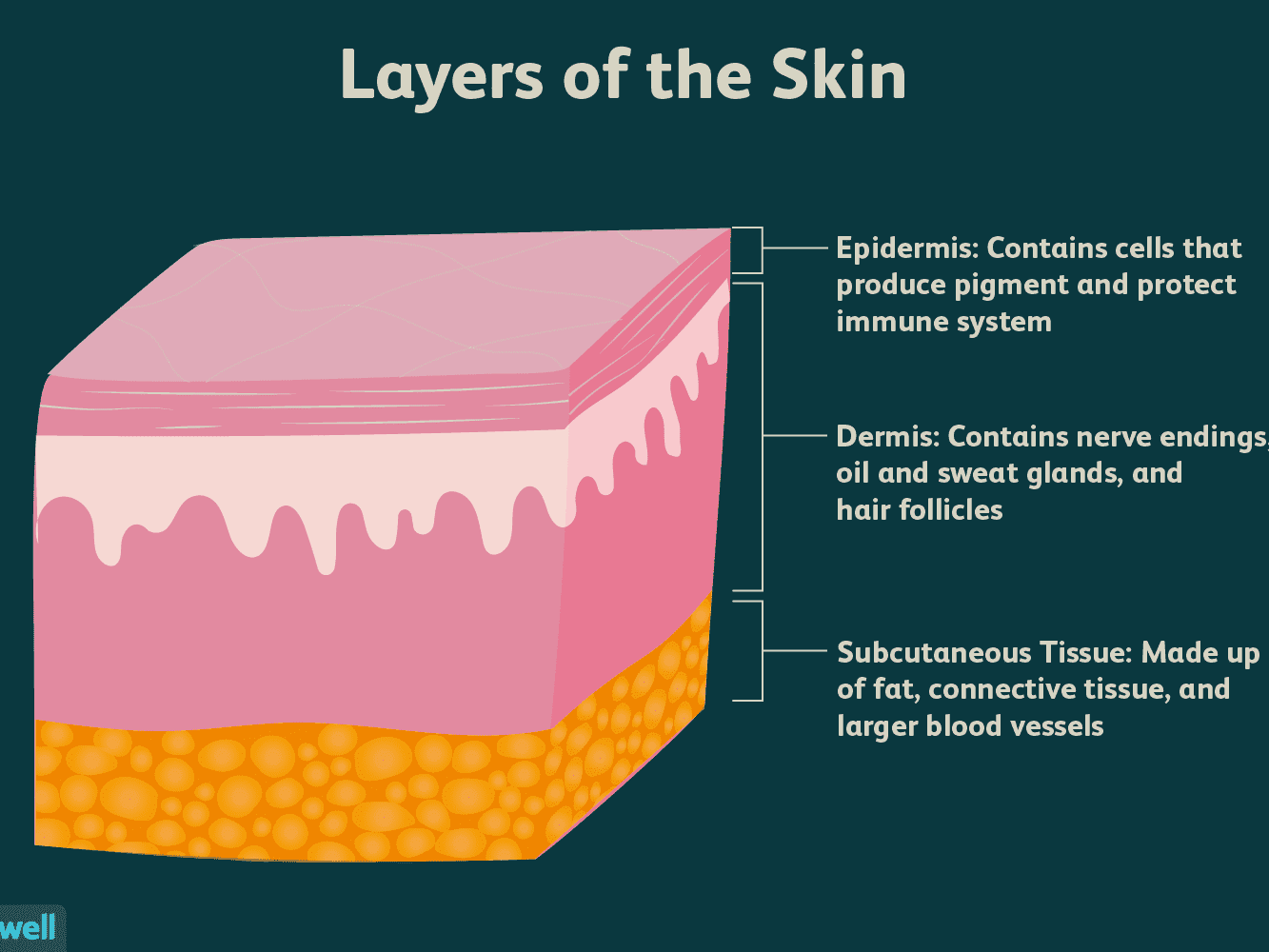 Three Main Layers of the Skin