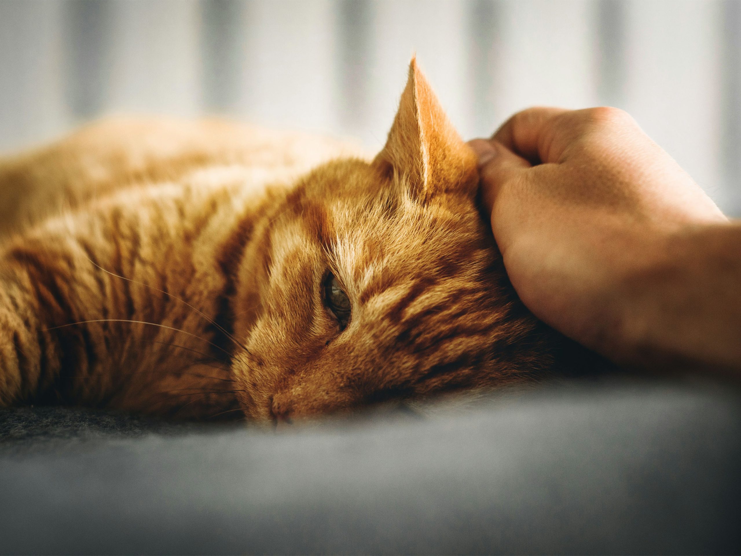 When Kittens Came to My Prison, I Had Not Petted One in 15 Years