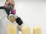 Is It Safe To Use Hemp For Cbd Extraction Imperial Cbd Extraction
