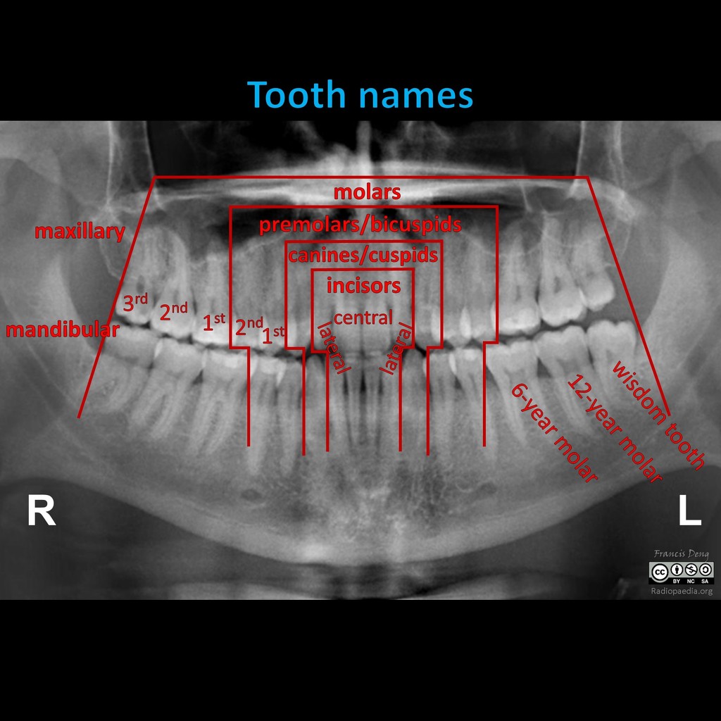 images Teeth Numbers And Names Uk tooth notation permanent adult