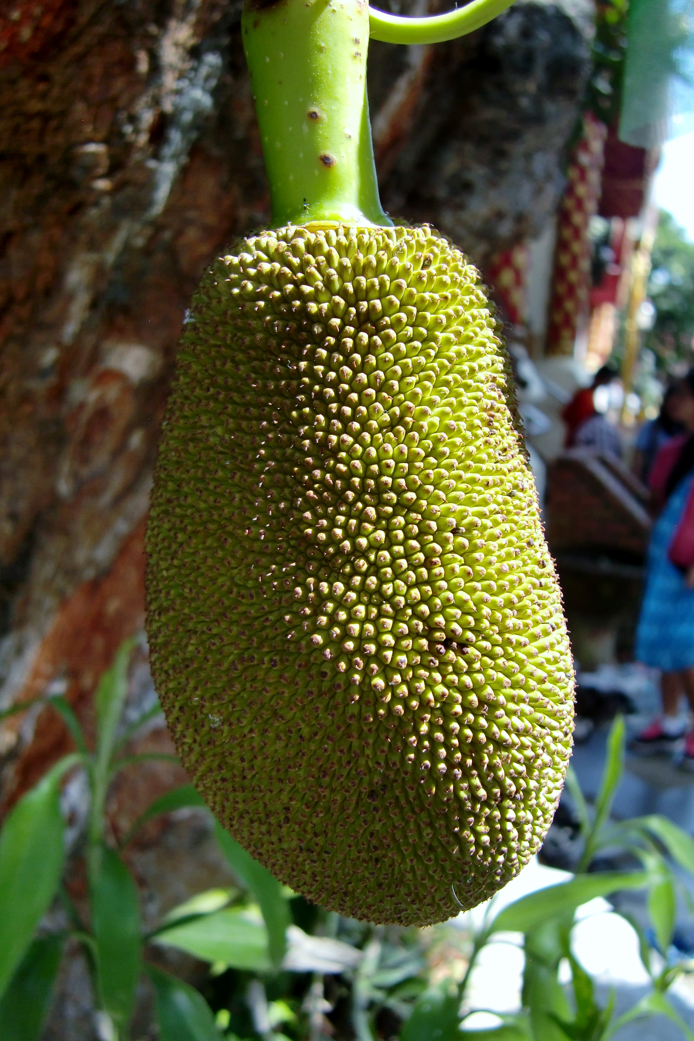 Jackfrucht (süß und mild)