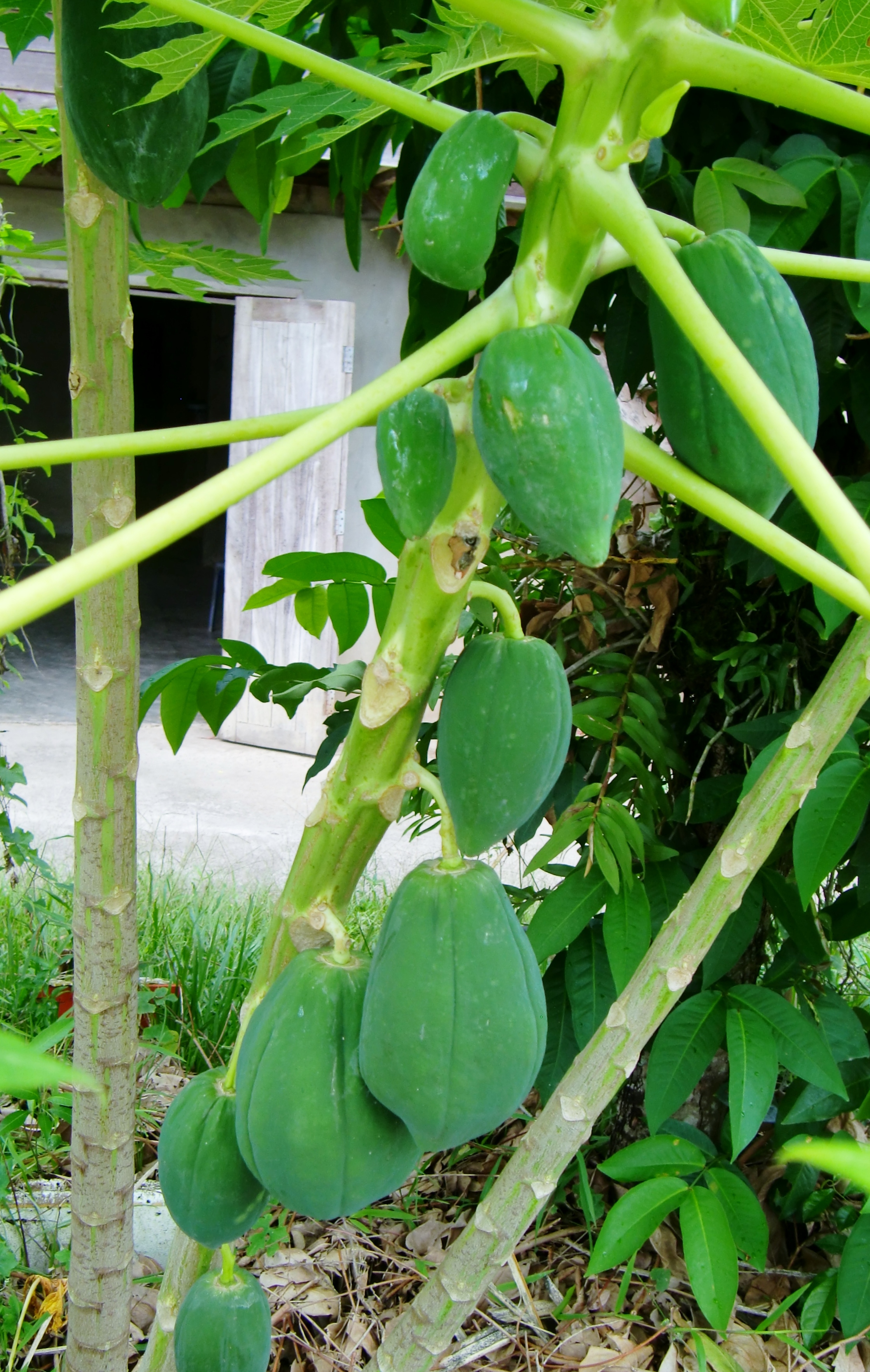 Papaya am Baum (wird grün (roh) als Salat gegessen, oder gelb (reif) als Obst