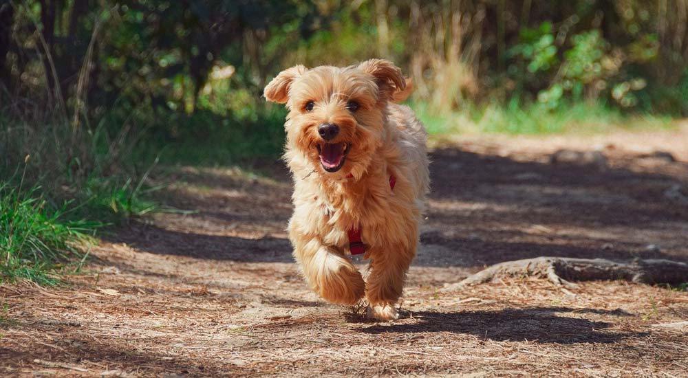 pet information - professional pet sitting etc dog walking on cape horn pets hiring