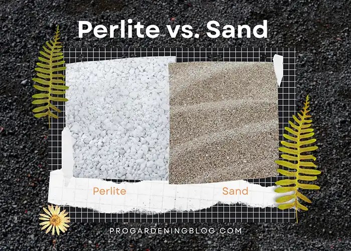 Perlite Vs Sand Everything You Need To Know For Gardening