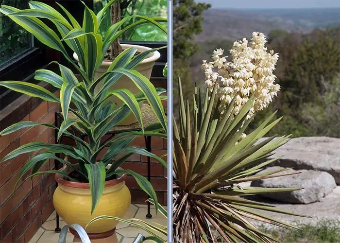 Dracaena Vs Yucca Main Difference and Similarities
