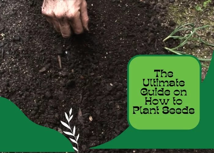 The Ultimate Guide on How to Plant Seeds Pro Gardening Blog