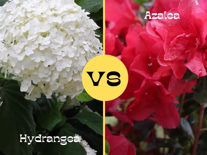 Hydrangea Vs Azalea Which One is Best for Your Garden? Pro Gardening