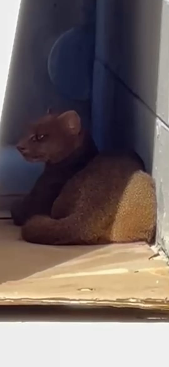 CCZ é acionado para capturar gato-mourisco avistado no bairro Taboão