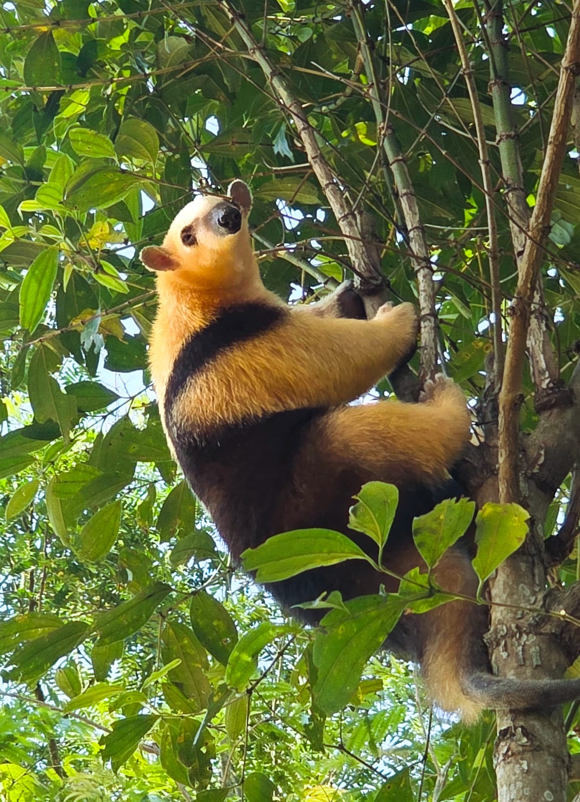 Tamanduá-mirim é resgatado após atropelamento e devolvido à natureza pelo CCZ