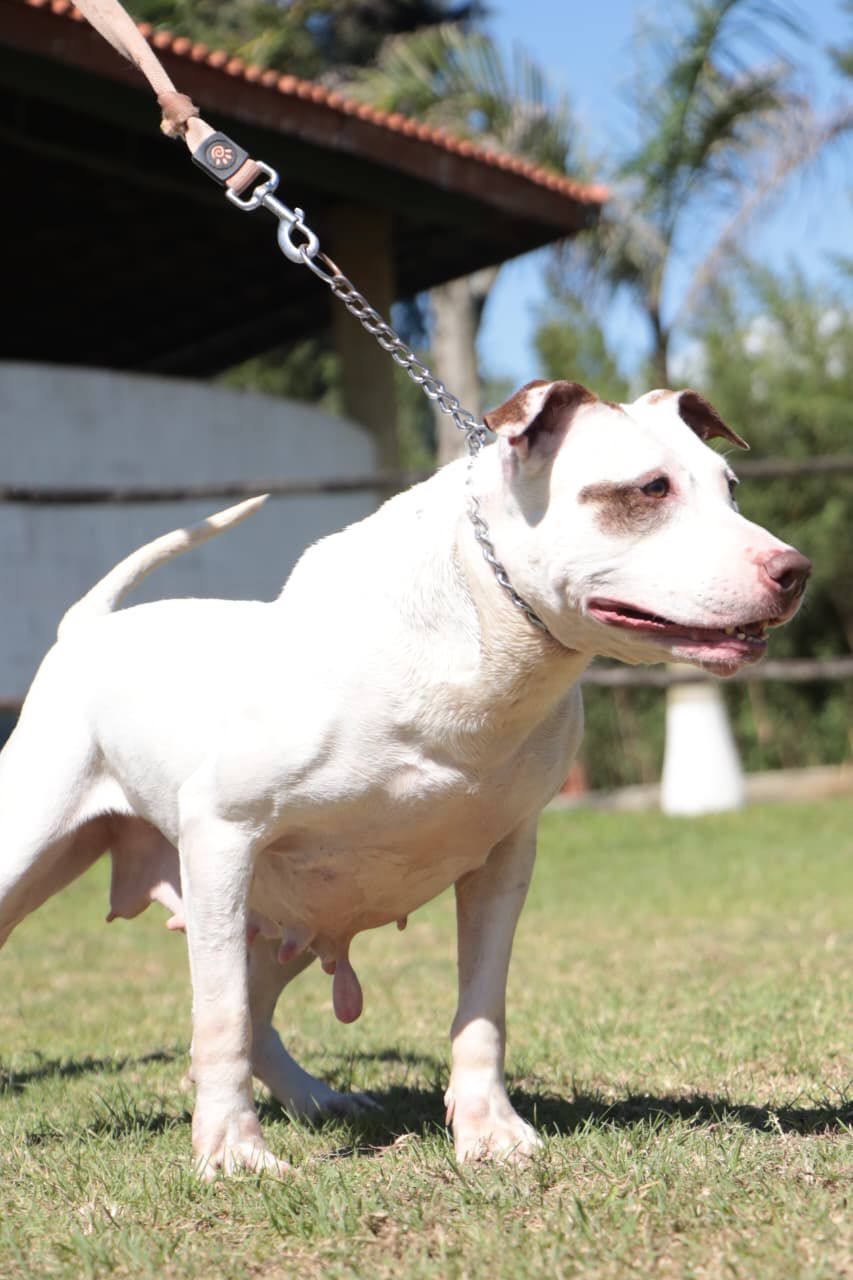 Secretaria de Meio Ambiente de Suzano resgata cachorros vítimas de maus-tratos