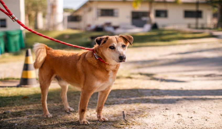 Núcleo de Bem-Estar Animal (Nubea) realiza cadastro de protetoras e protetores de animais