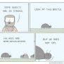 Strong Bugs – ProgrammerHumor.io