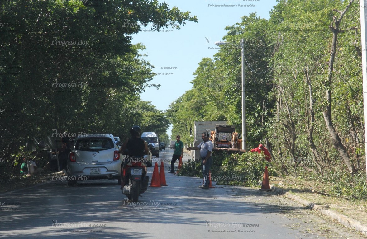 Vecinos denuncian "ecocidio" por la poda de manglares en Progreso ...