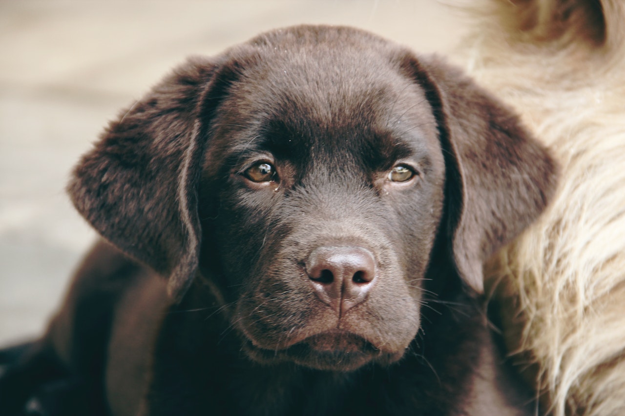 âge chien Labrador retriever