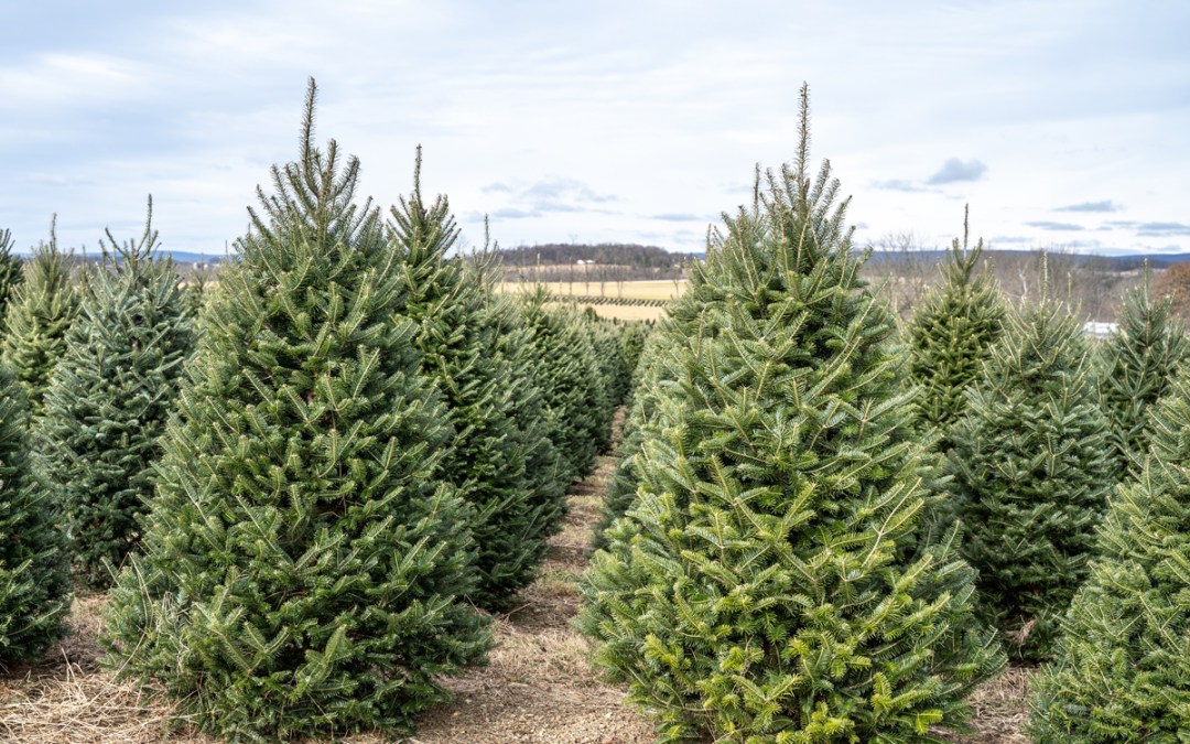 Christmas Tree Guide