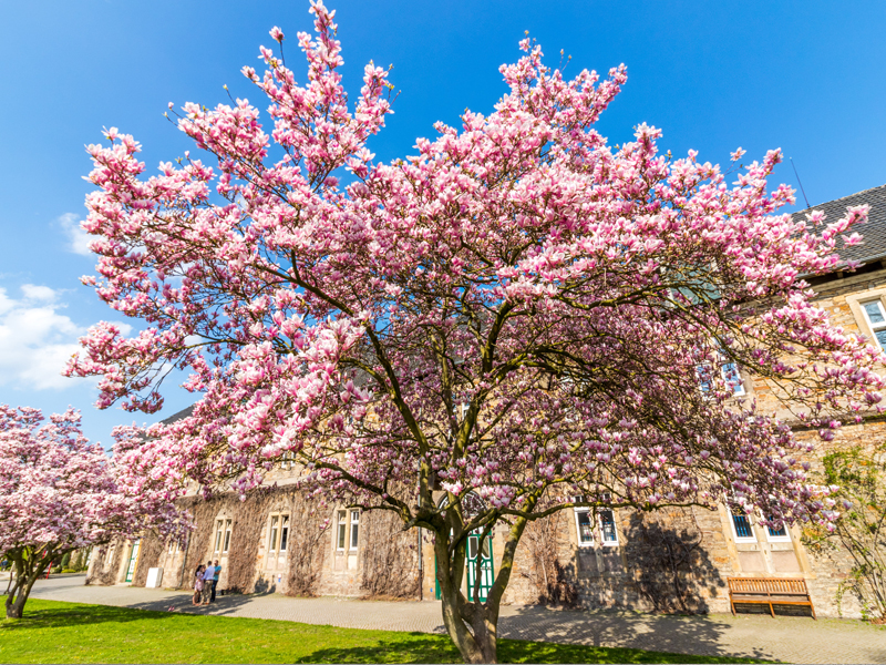 Magnolia Tree